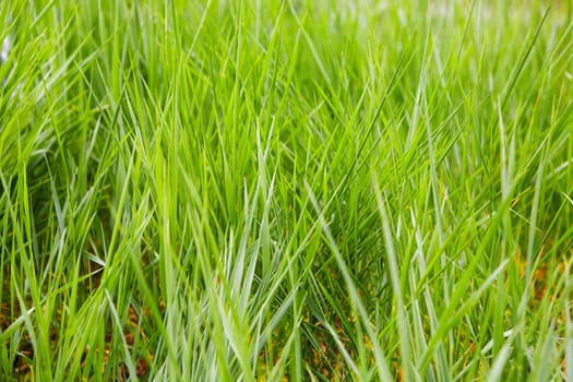 view of green grass in sunlight