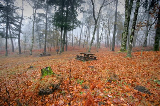 nice and cold autumn landscape