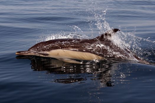 Dolphin in the blue ocean