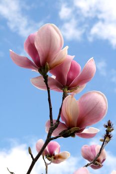 Blossoming Magnolia - spring in Portugal