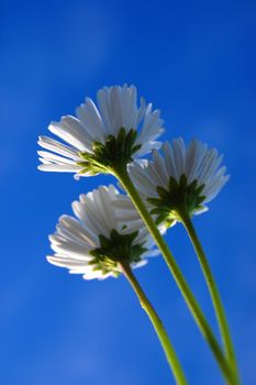 daisy from below under blue sky in summer