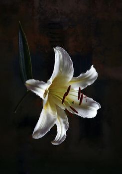 White lily on a dark background