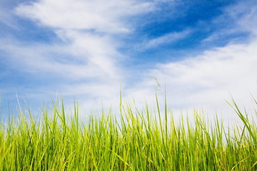 Summer landscape - green field, blue sky