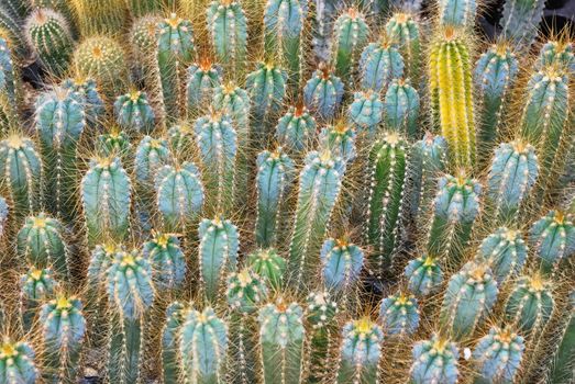 Group of various small cacti in a nursery.
