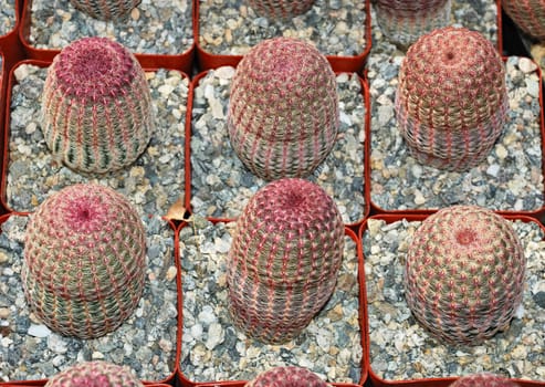 Group of small cacti Echinocereus rigidissimus in a nursery.