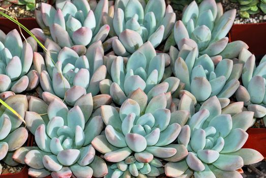 Group of young Graptoveria Moonglow plants in a nursery.