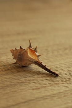 seashell on wooden texture, vertical view