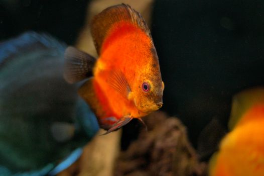 orange diskus in the aquarium