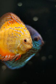 exotic fishes in the aquarium.