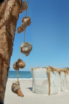 seashells on tropical sea beach