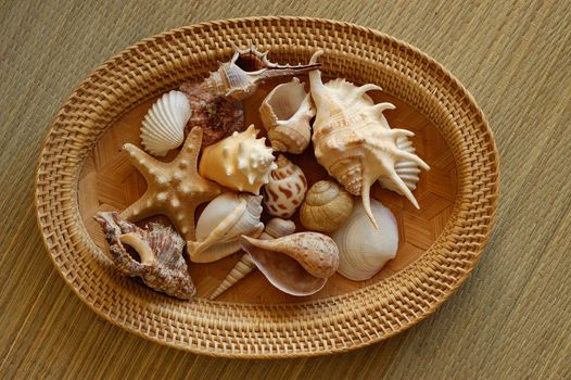 seashells on plate