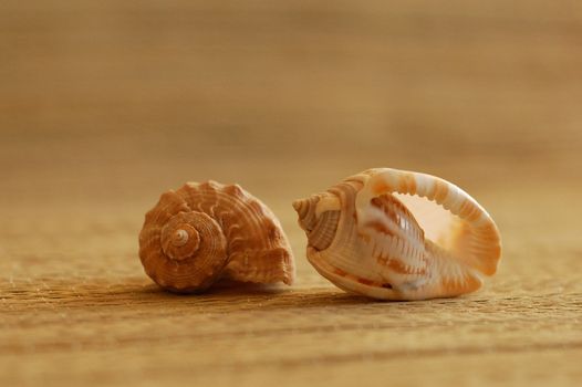 seashells on wooden table