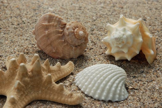 different seashells on sand