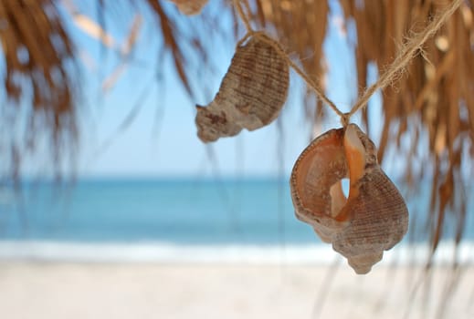 seashells on beach