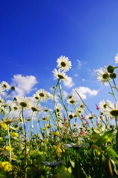 daisy flowers in summer from below with blue sky