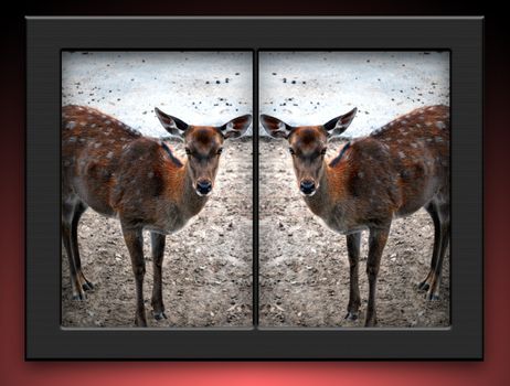 Whitetailed cloned female deers in black double photoframe