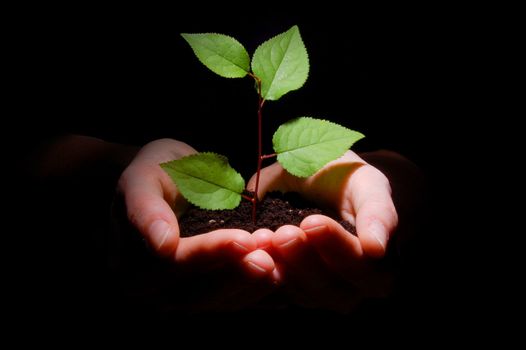 hands plant and soil showing concept of growth