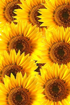 background with sunflower for happy summer or springtime
