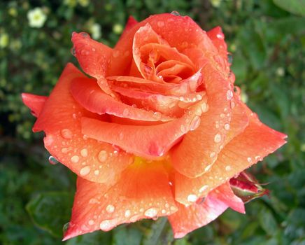 Close up of orange rose with petals sprinkled with dew.