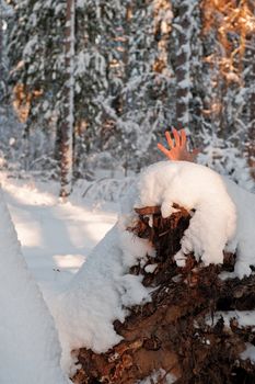 Help cry from coniferous tree forest on a winters day