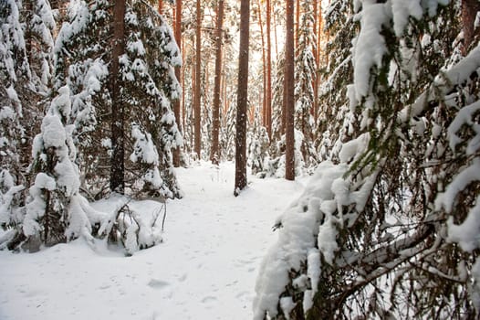 Pine and spruce forest covered by snow 