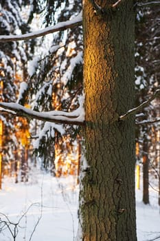 Pine and spruce forest on a winters day