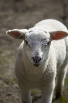 Spring  Lambs in a field in the UK