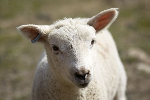 Spring  Lambs in a field in the UK