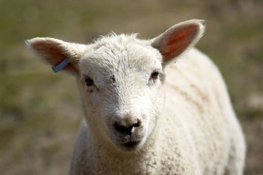 A young lamb in a field in  spring