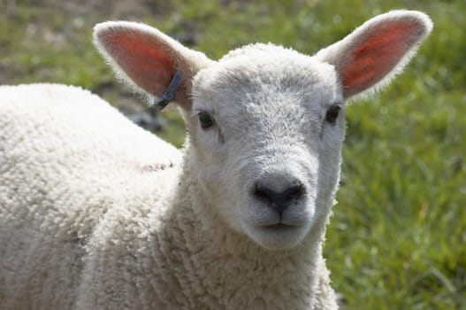 A young lamb in a field in  spring