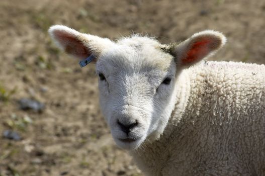 A young lamb in a field in  spring