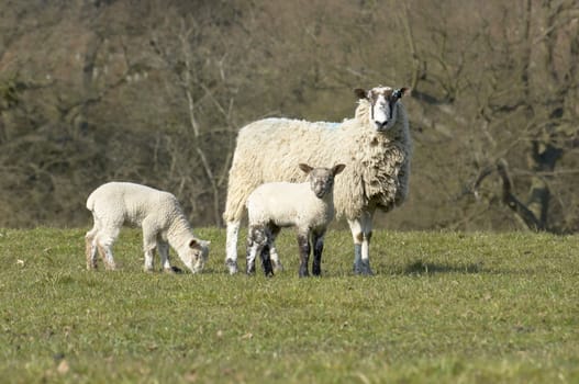 A ewe with lambs in a field in spring