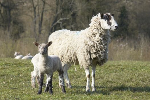 A yew with lambs in a field in spring