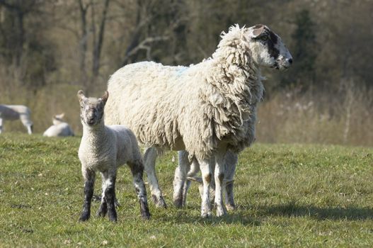 A yew with lambs in a field in spring