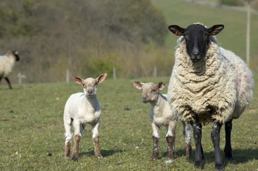 A yew with lambs in a field in spring