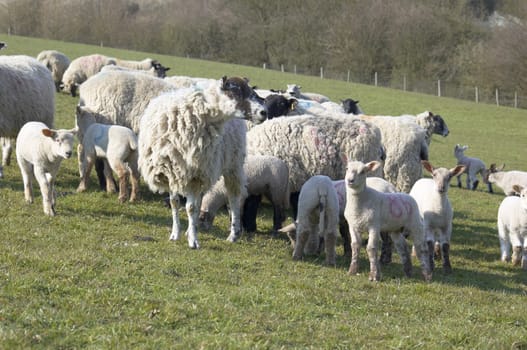 A flock of sheep in a field at feeding time