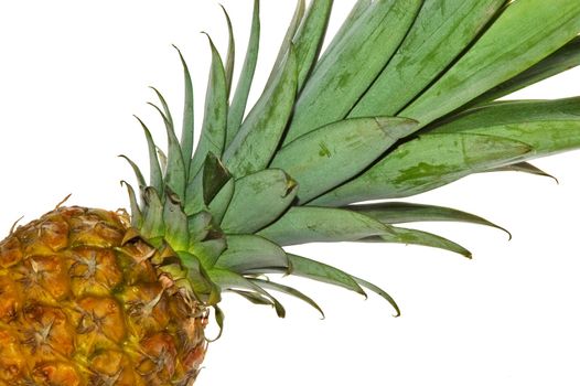 Pineapple on white background