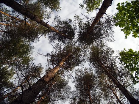 the top of trees on the sky