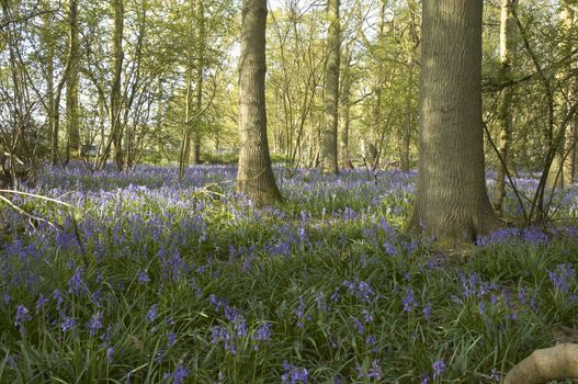 A view of Bluebells in spring in the UK