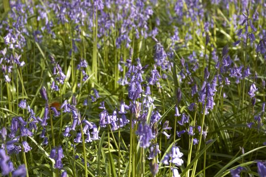 A view of Bluebells in spring in the UK