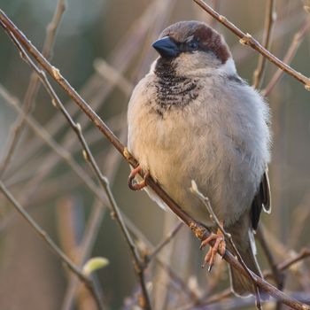 Male house sparrow balancing on small branches in winter morningsun