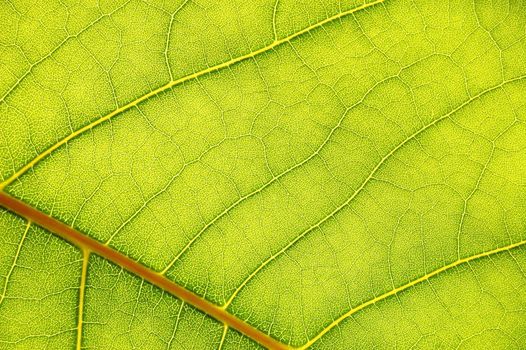 structure texture and pattern of green leaf