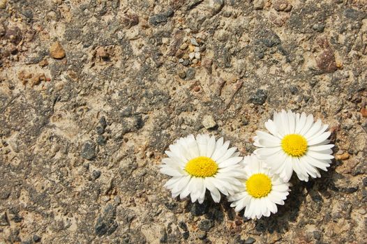 daisy flower with asphalt texture as copyspace for text