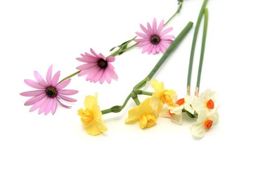 beautiful flowers over white background