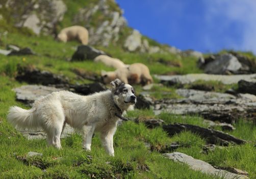 Shepherd dog in a montainous area.