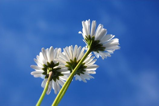 daisy from below under blue sky in summer