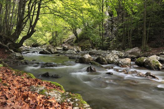 Image of a river in a cool summer forest.