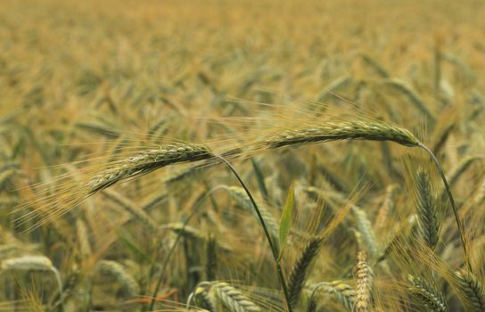 Image of a cereal field with selective focus on some ears.