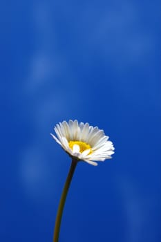 happy daisy flower under blue spring sky