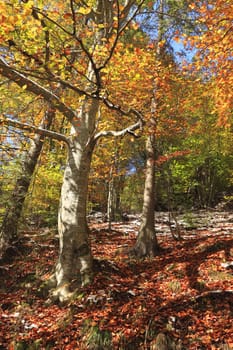 First snow in a beautiful colorful autumn forest.